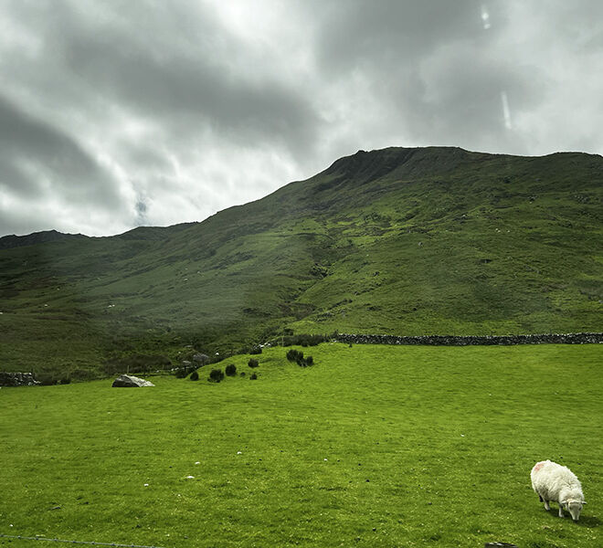 green pasture with sheep