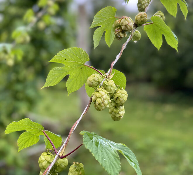 hops on a vine