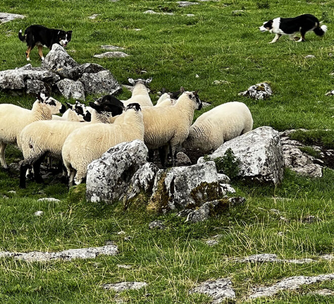 sheeps with sheep dogs in ireland